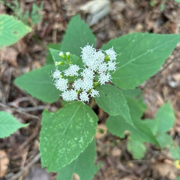 Ageratina altissima Flower