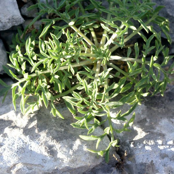 Centaurea corymbosa Costuma