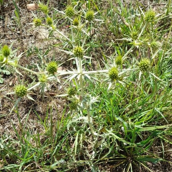 Eryngium campestre Tervik taim