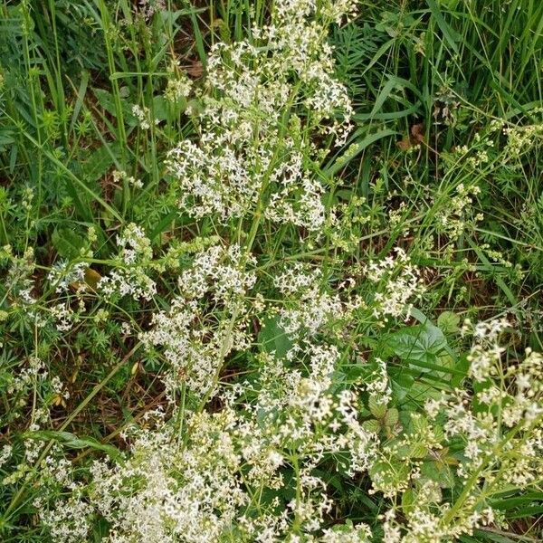 Galium album Flower