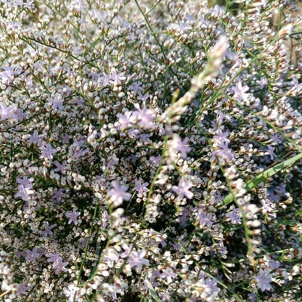 Limonium echioides Flower