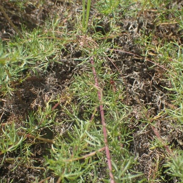 Artemisia campestris Leaf