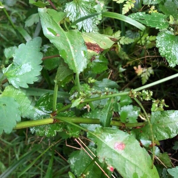 Rumex sanguineus Folio