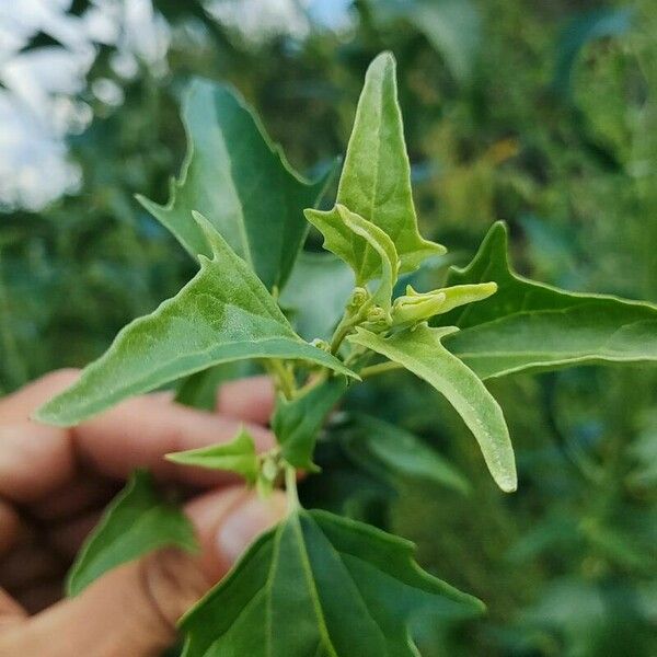 Atriplex sagittata Other