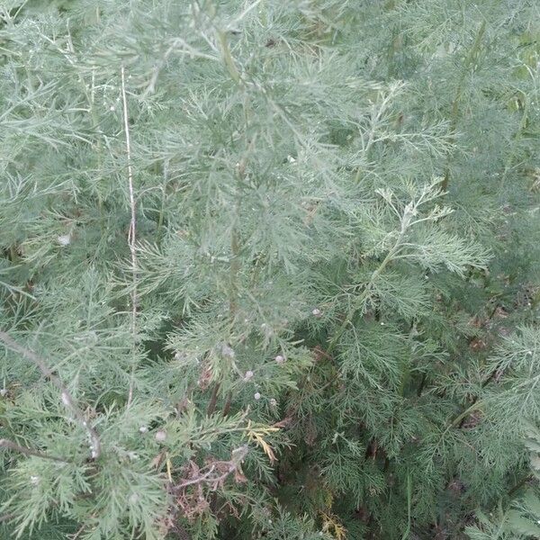 Artemisia abrotanum 葉