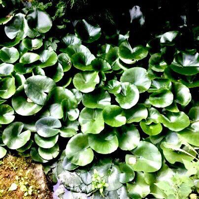 Dichondra micrantha Hábito