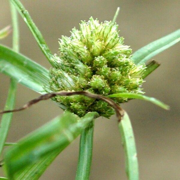 Cyperus michelianus Çiçek
