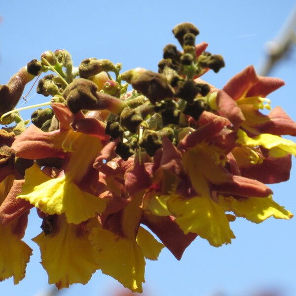 Gmelina arborea Virág