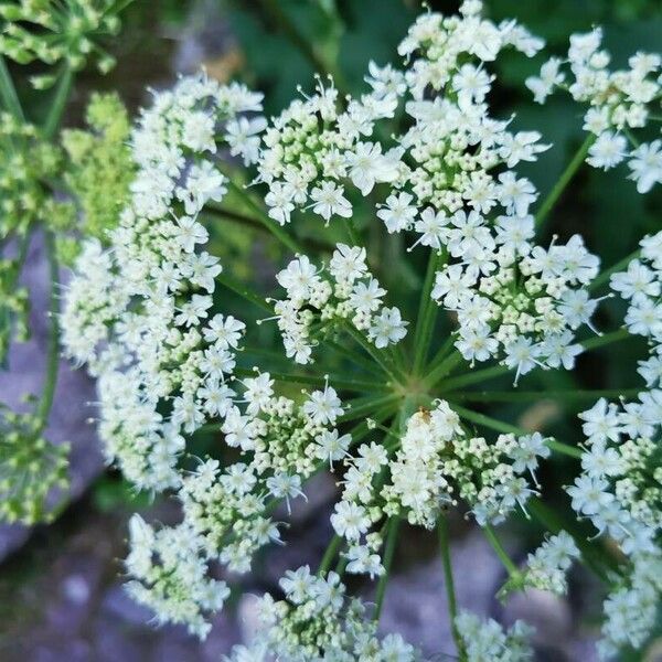 Heracleum maximum Flower