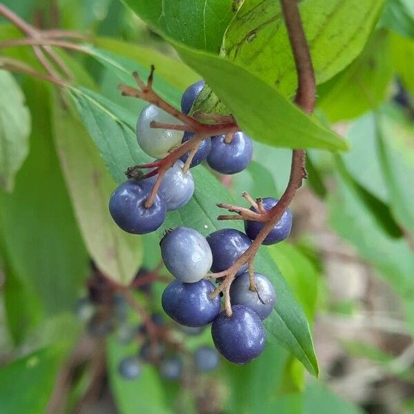 Cornus amomum ᱡᱚ