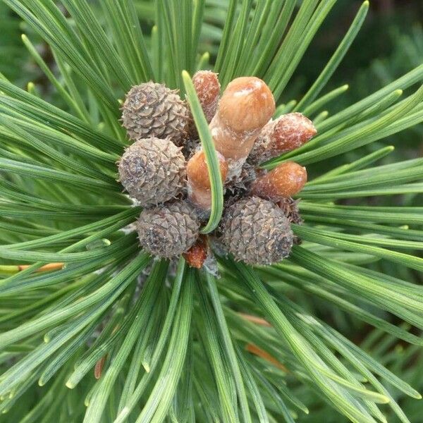 Pinus mugo Flors