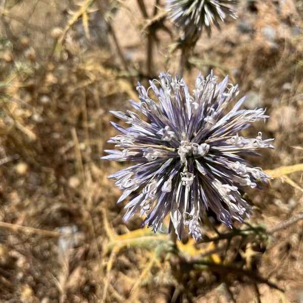 Echinops spinosissimus 花