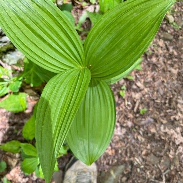 Veratrum viride ᱥᱟᱠᱟᱢ