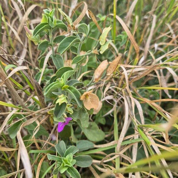 Dicliptera napierae Leaf