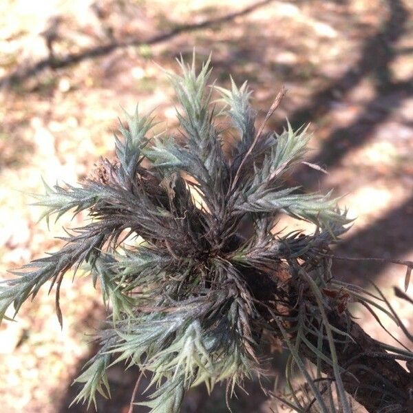 Tillandsia tricholepis برگ