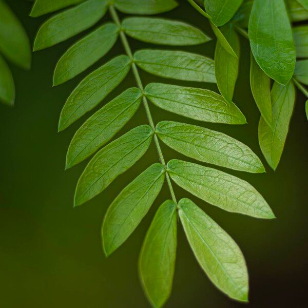 Calliandra surinamensis Frunză