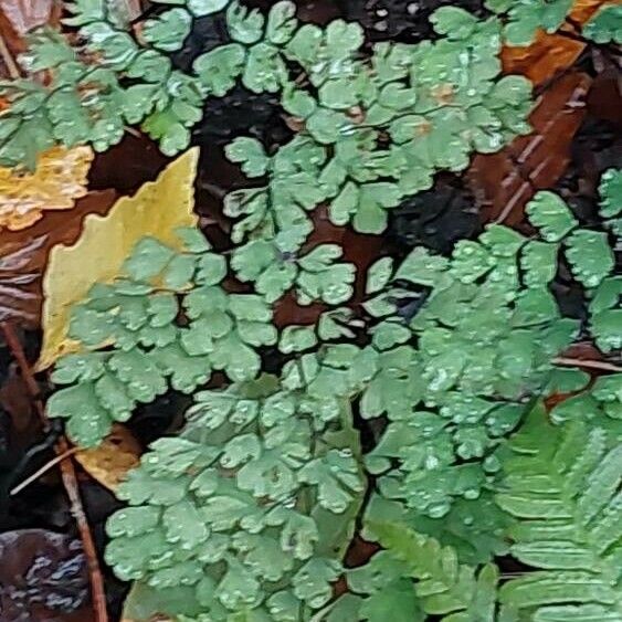 Adiantum raddianum Лист