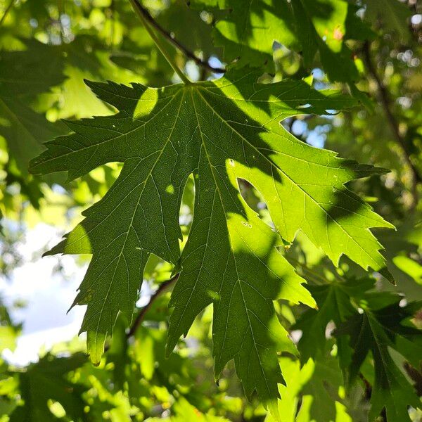 Acer saccharinum List