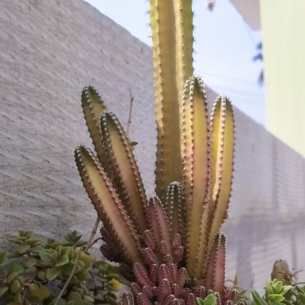 Acanthocereus tetragonus Blad