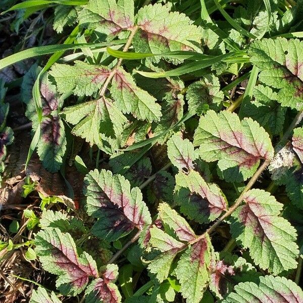 Erodium moschatum Leaf