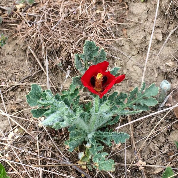 Glaucium corniculatum Hoja