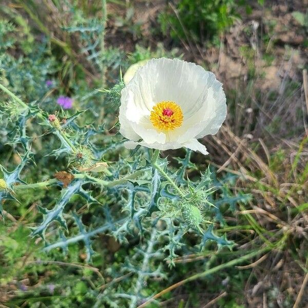 Argemone albiflora Blomst