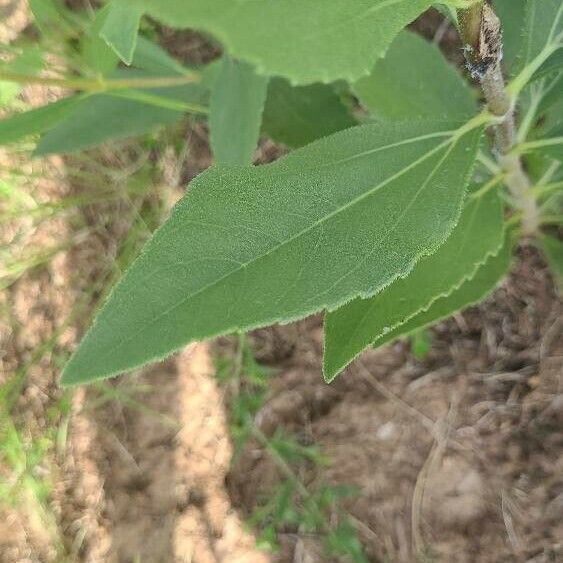 Helianthus pauciflorus Leaf