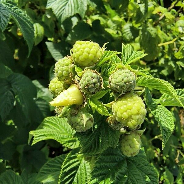 Rubus ellipticus Frutto