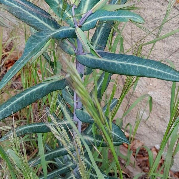 Euphorbia lathyris ശീലം