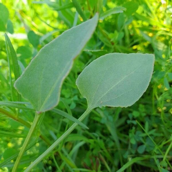 Rumex vesicarius Folha