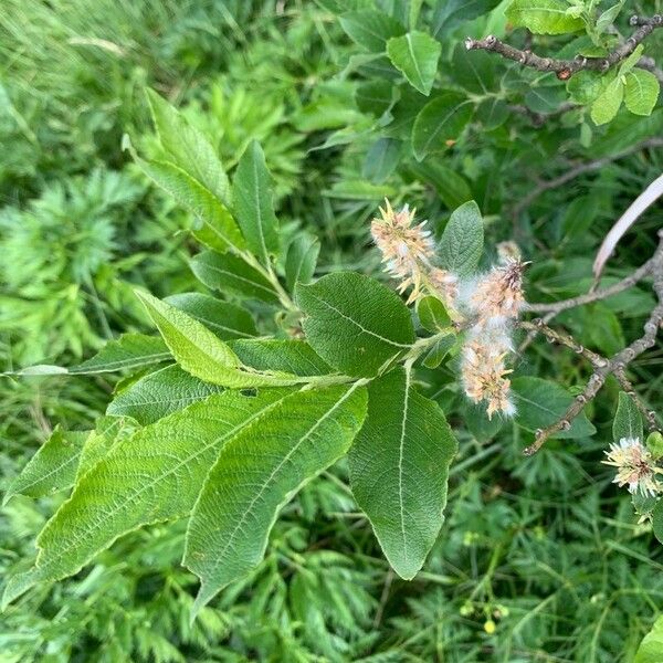 Salix laggeri Лист