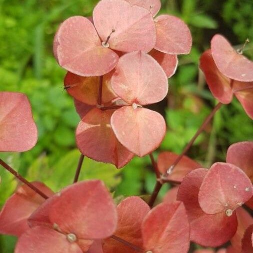 Euphorbia lucorum Kvet