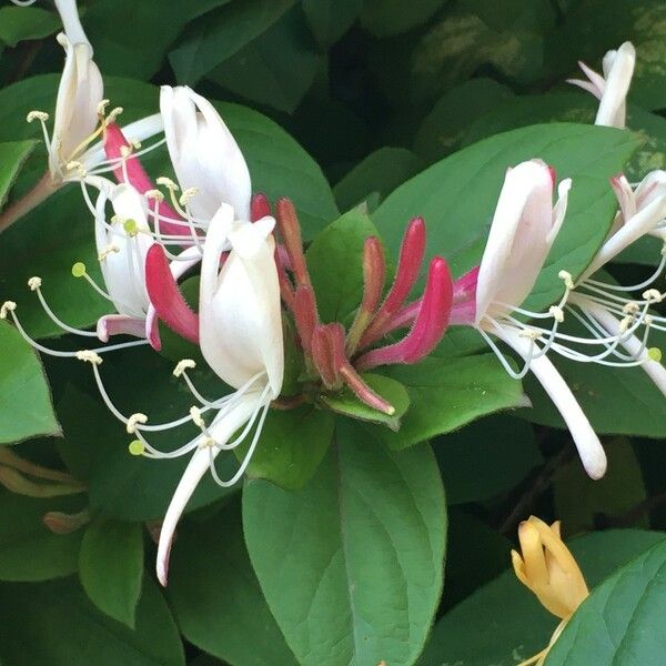 Lonicera japonica Blomma