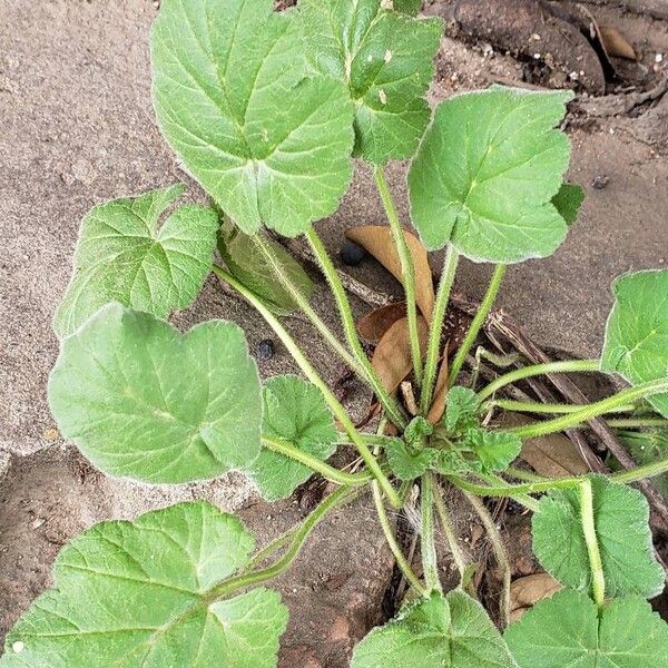 Erodium malacoides ഇല