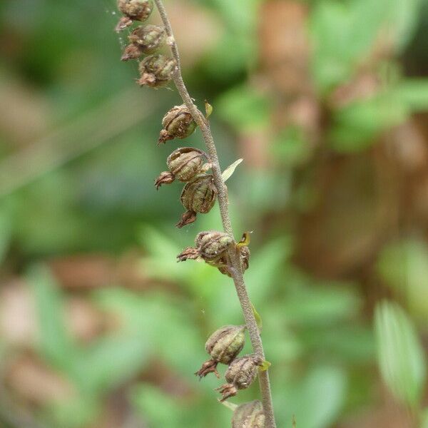 Epipactis microphylla Fruit