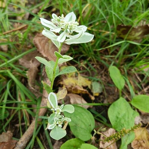 Euphorbia marginata Fleur