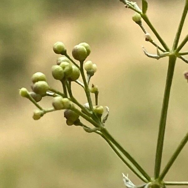 Galium pumilum Frucht