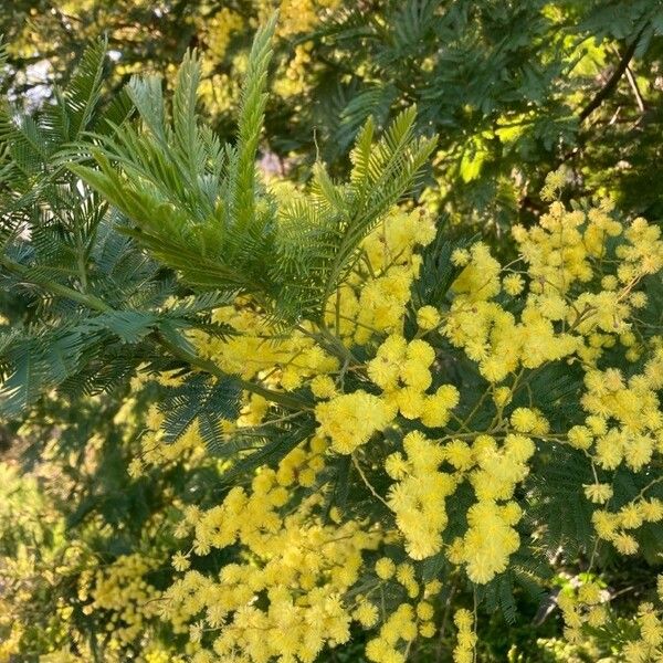 Acacia dealbata Blüte