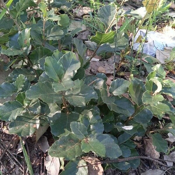 Quercus suber Leaf