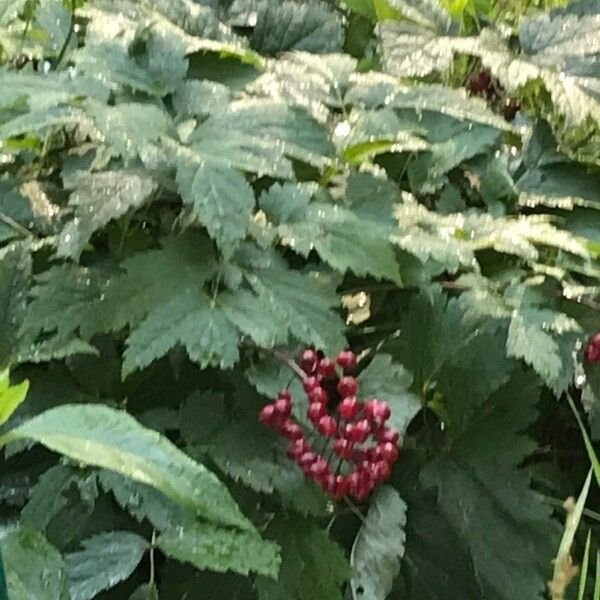 Actaea rubra Gyümölcs