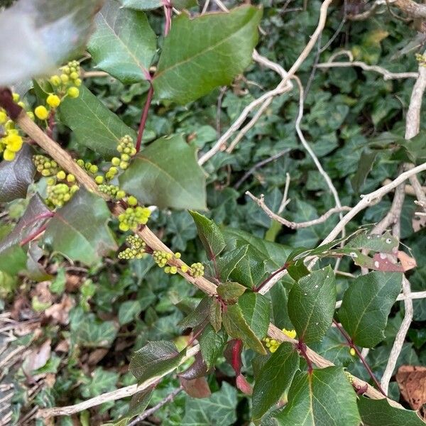 Berberis repens 葉