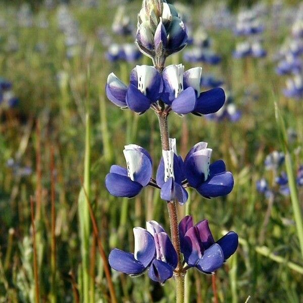 Lupinus nanus Flors