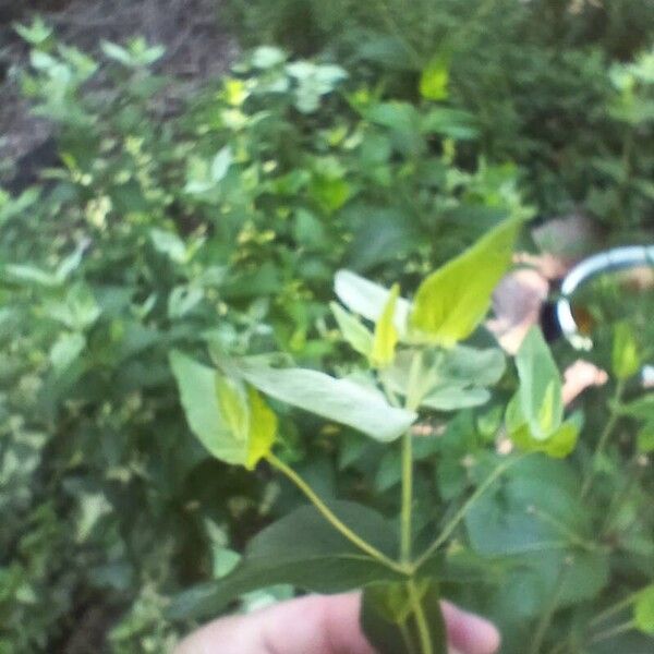 Pycnanthemum muticum Leaf