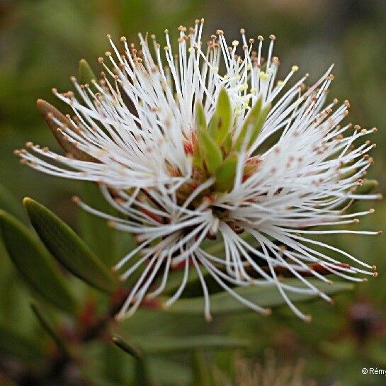 Melaleuca gnidioides Flower