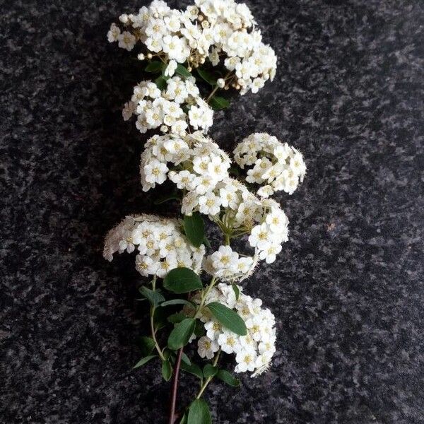 Spiraea × vanhouttei Õis