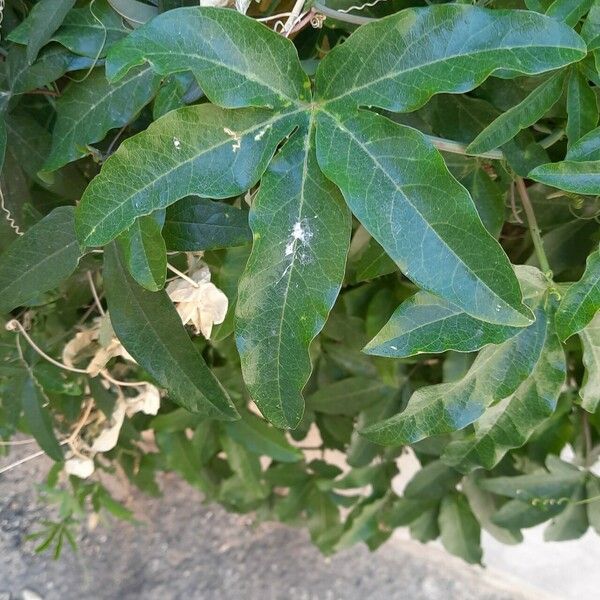 Passiflora caerulea Foglia
