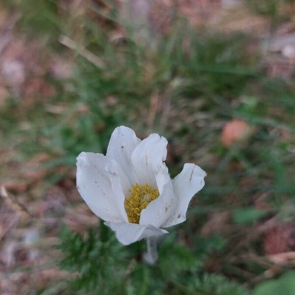 Pulsatilla alpina Flower