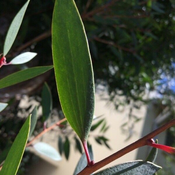 Melaleuca quinquenervia Fuelha