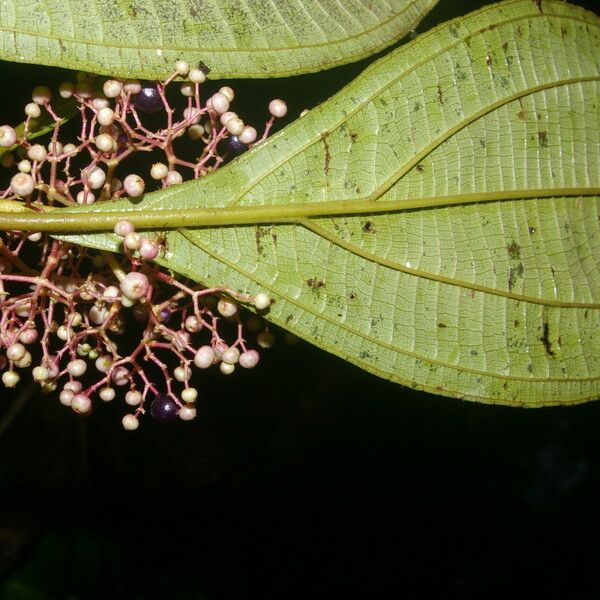 Miconia ligulata Õis