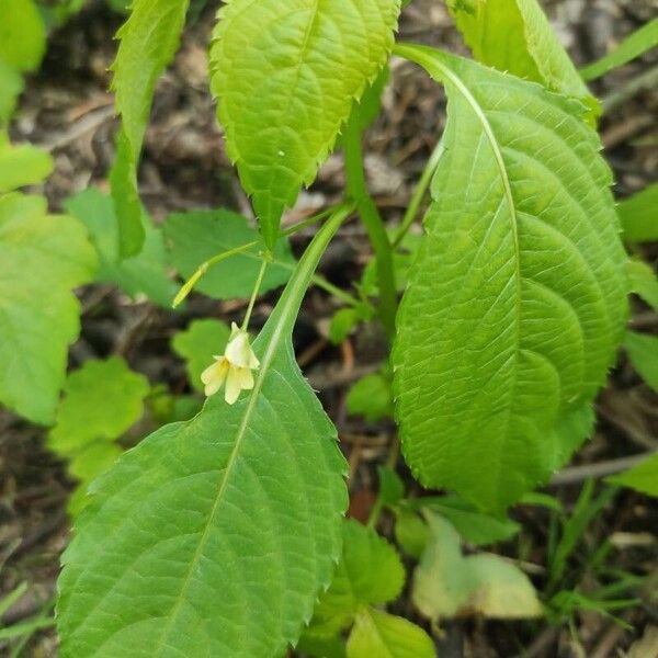 Impatiens parviflora Blomma